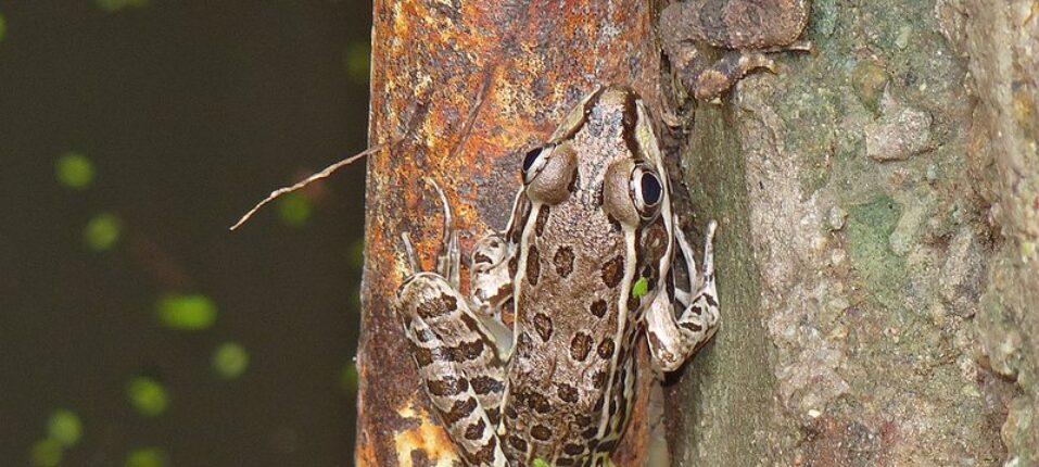 Conoce al Fu Frog, el Nuevo Simbolismo de las Maquinas Tragaperras de Zitro