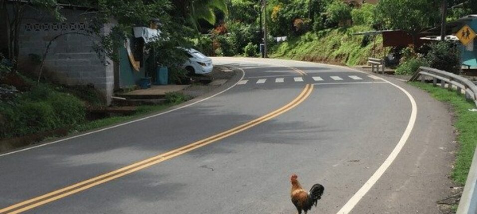 Descubre el Misterio de Chicken Road: Juego de Azar en España