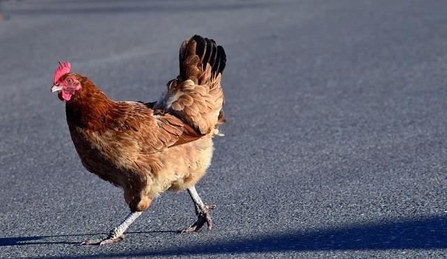 Descubra a Experiência de Jogos de Aventura no Chicken Road Casino Portugal