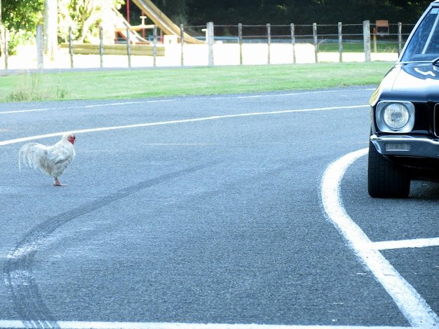 Descubre los Secretos de la Ruta Pollo en el Casino de España - overview